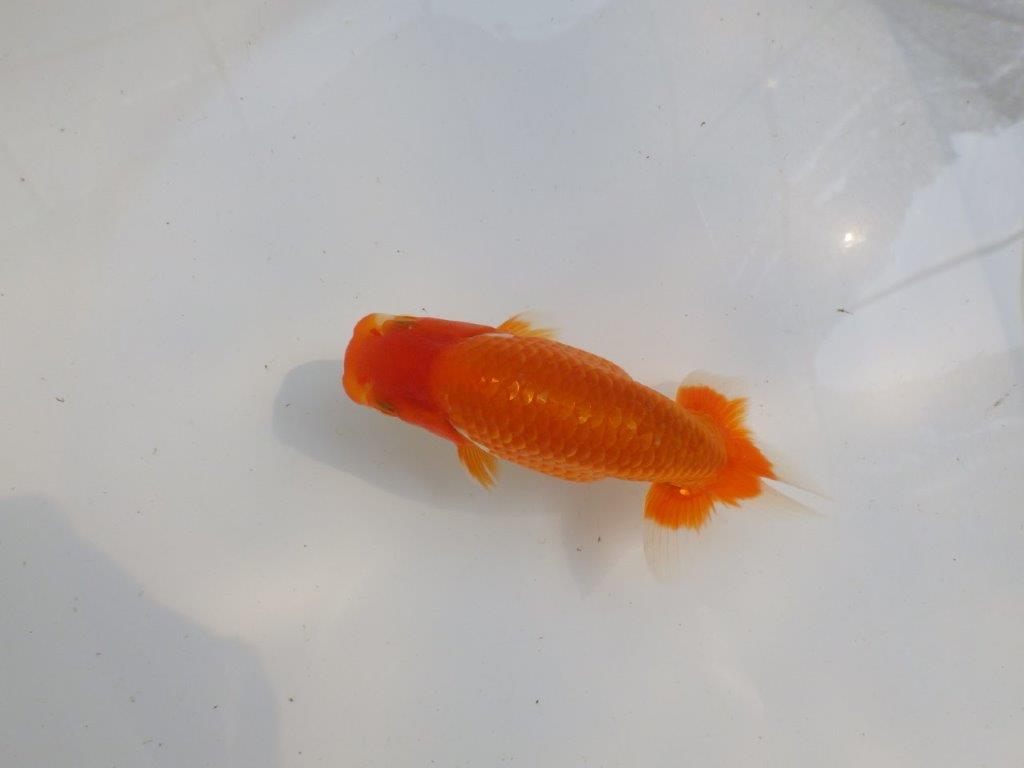 【愛知M 様作当歳らんちゅう 】バランスの取れたまとまりのあるらんちゅう　約12,5㎝
