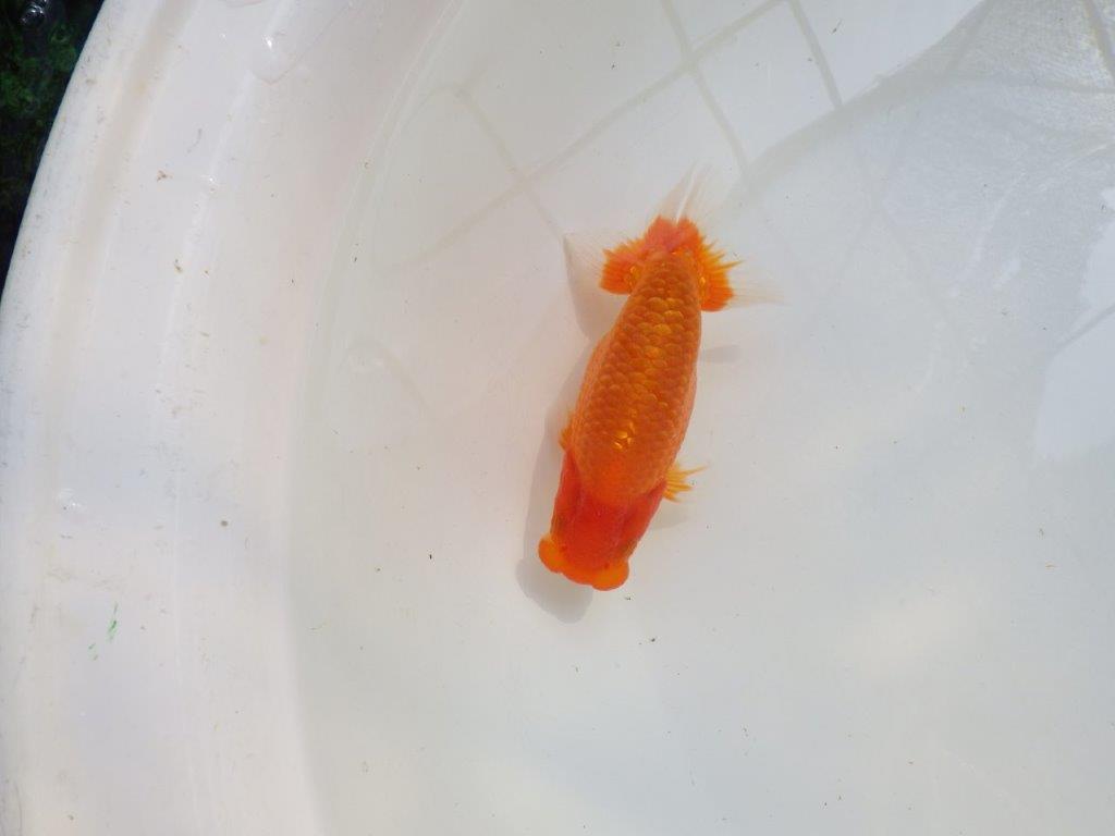 【愛知M 様作当歳らんちゅう 】雰囲気抜群、飼い込みお勧めらんちゅう　約13㎝