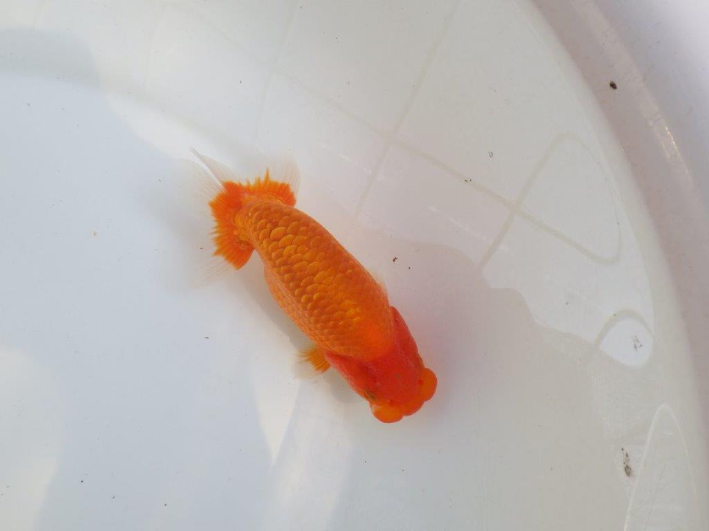 【愛知M 様作当歳らんちゅう 】雰囲気抜群、飼い込みお勧めらんちゅう　約13㎝