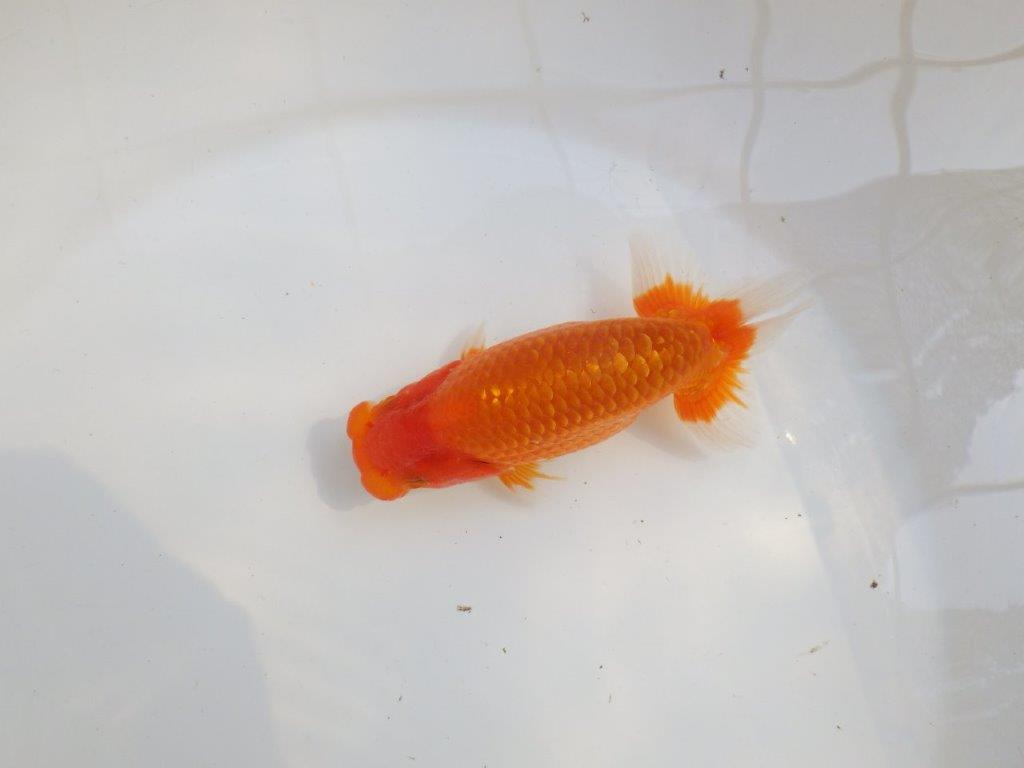 【愛知M 様作当歳らんちゅう 】雰囲気抜群、飼い込みお勧めらんちゅう　約13㎝