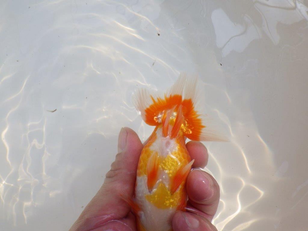 【愛知M 様作当歳らんちゅう 】雰囲気抜群、飼い込みお勧めらんちゅう　約13㎝