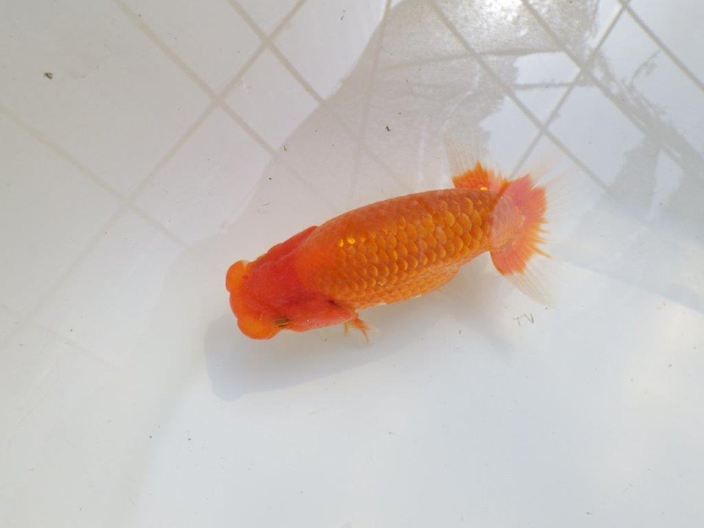 【愛知M 様作当歳らんちゅう 】雰囲気抜群、飼い込みお勧めらんちゅう　約13㎝
