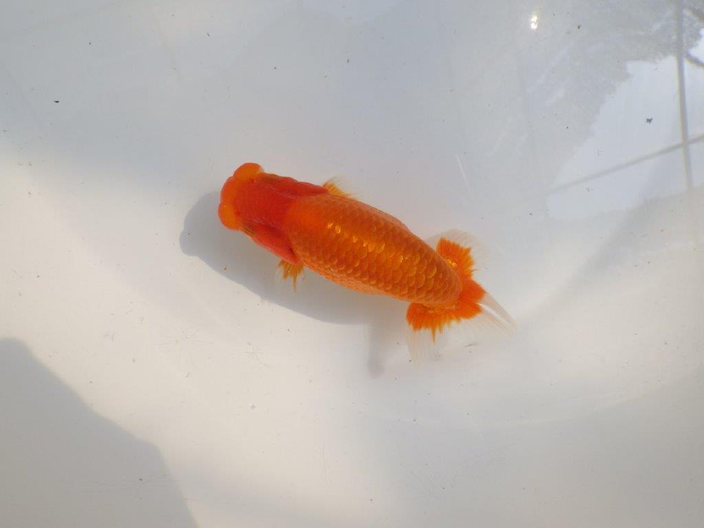 【愛知M 様作当歳らんちゅう 】雰囲気抜群、飼い込みお勧めらんちゅう　約13㎝の上身