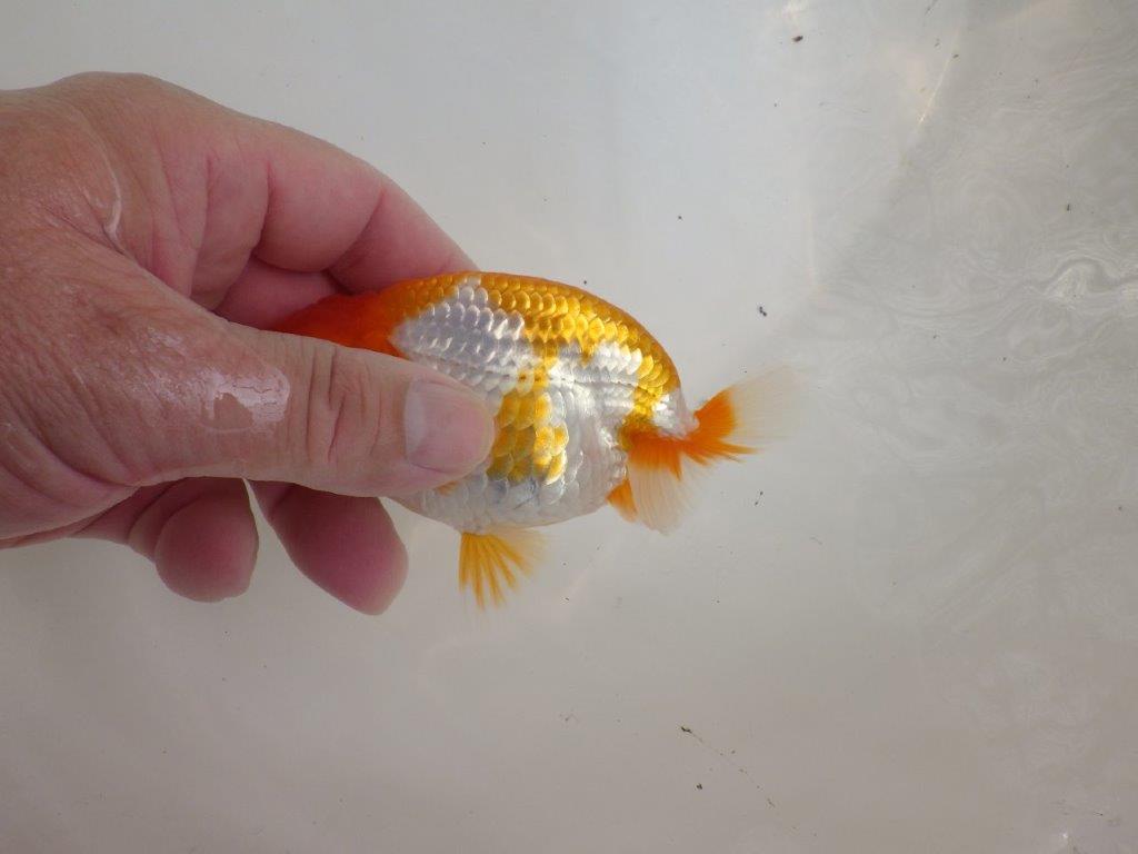 【全国大会東大関獲得ブリーダー 】種に魅力の当歳らんちゅう約11,5㎝