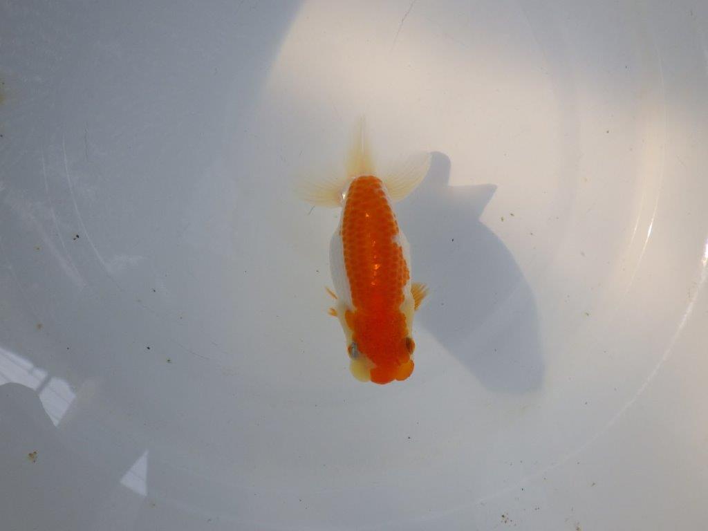 【日らん優等賞獲得ブリーダー】水槽映え!横見が綺麗!当歳らんちゅう約11㎝