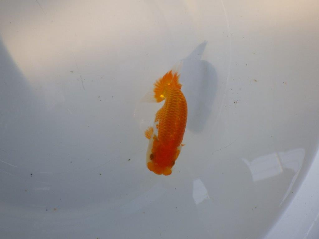 【日らん優等賞獲得ブリーダー】素晴らしいフンタン！当歳らんちゅう約11㎝