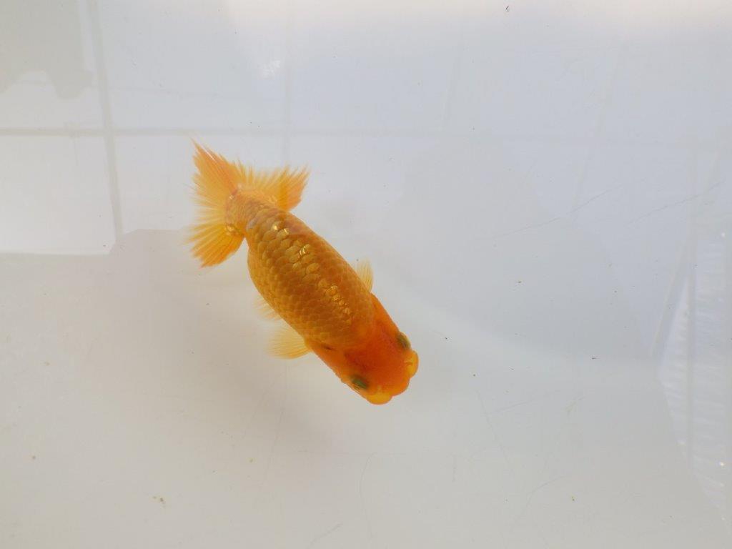 【逸品当歳らんちゅう】背幅のある体系と味のある尾が魅力の当歳らんちゅう　約9,5ｃｍ前後の上身