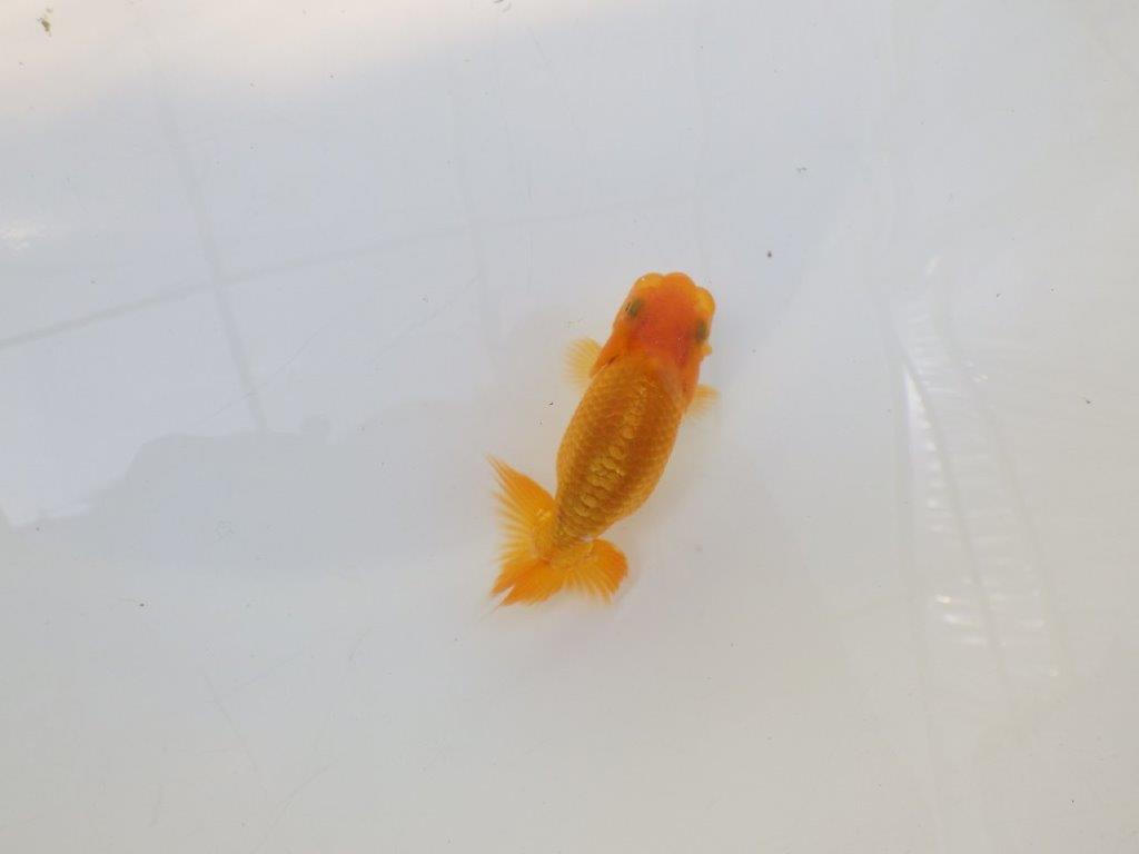 【逸品当歳らんちゅう】背幅のある体系と味のある尾が魅力の当歳らんちゅう　約9,5ｃｍ前後