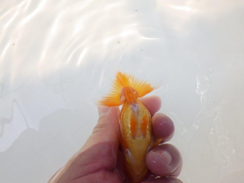 【逸品当歳らんちゅう】背幅のある体系と味のある尾が魅力の当歳らんちゅう　約9,5ｃｍ前後