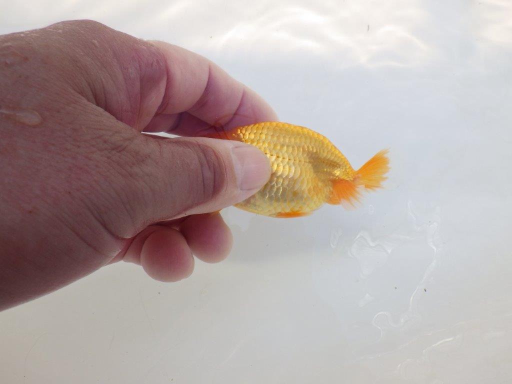 【逸品当歳らんちゅう】背幅のある体系と味のある尾が魅力の当歳らんちゅう　約9,5ｃｍ前後