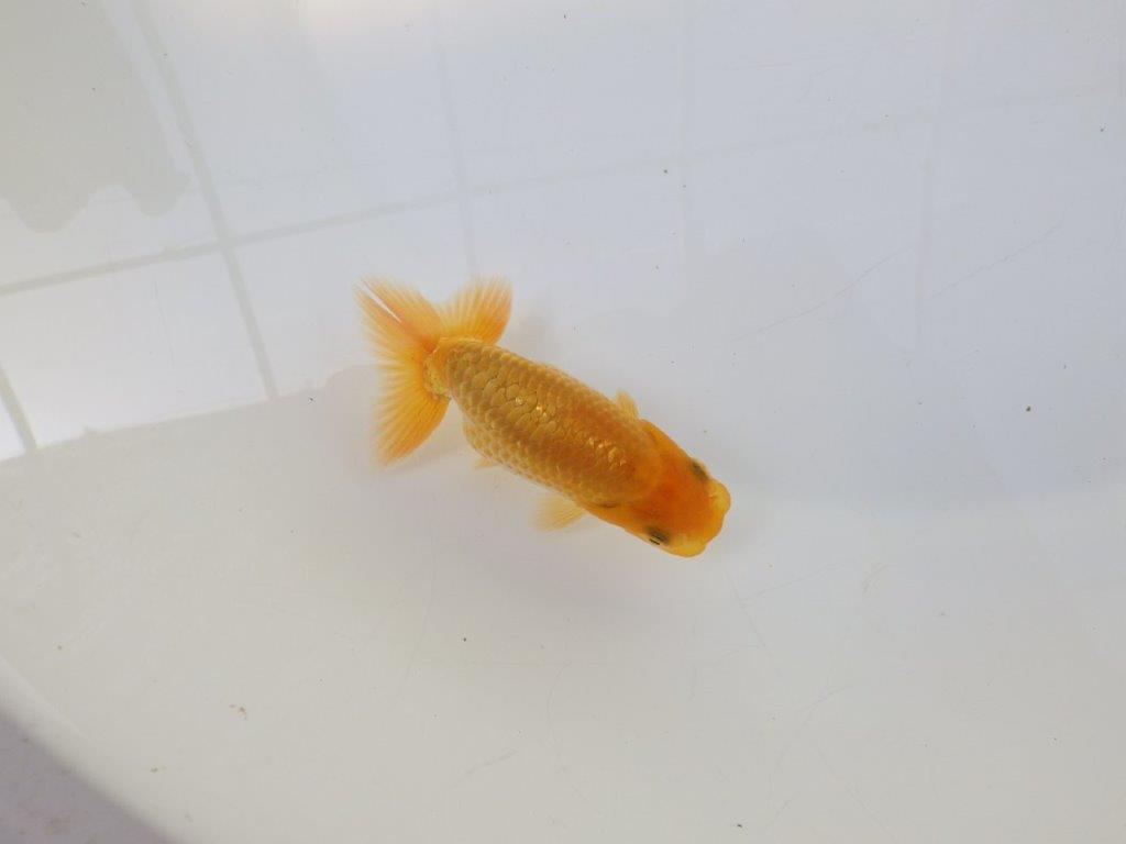 【逸品当歳らんちゅう】尾の雰囲気、バランスの良さが目を引く当歳らんちゅう　約9,5ｃｍ前後