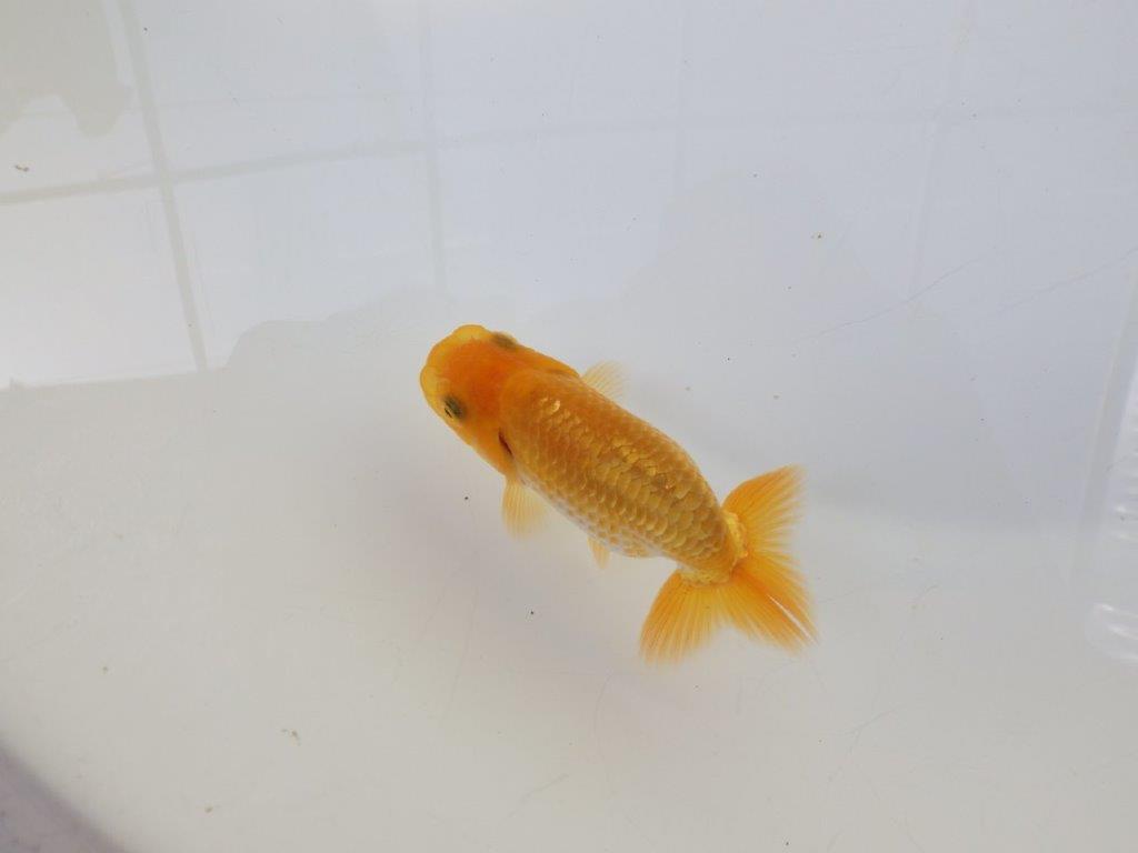 【逸品当歳らんちゅう】尾の雰囲気、バランスの良さが目を引く当歳らんちゅう　約9,5ｃｍ前後