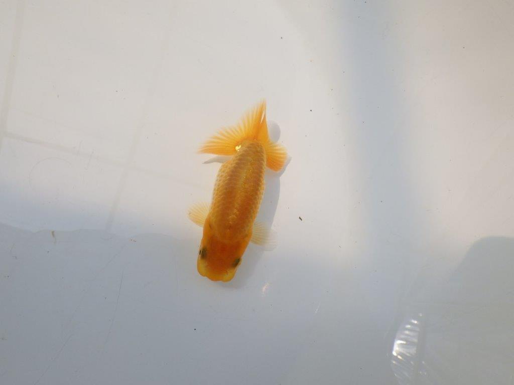 【逸品当歳らんちゅう】尾の雰囲気、バランスの良さが目を引く当歳らんちゅう　約9,5ｃｍ前後