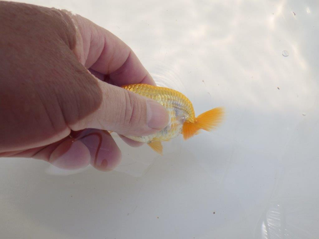【逸品当歳らんちゅう】尾の雰囲気、バランスの良さが目を引く当歳らんちゅう　約9,5ｃｍ前後