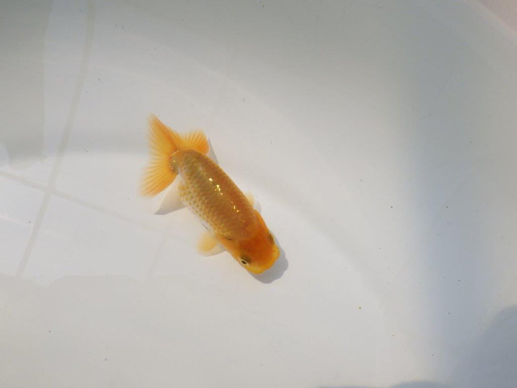 【逸品当歳らんちゅう】尾の雰囲気、バランスの良さが目を引く当歳らんちゅう　約9,5ｃｍ前後