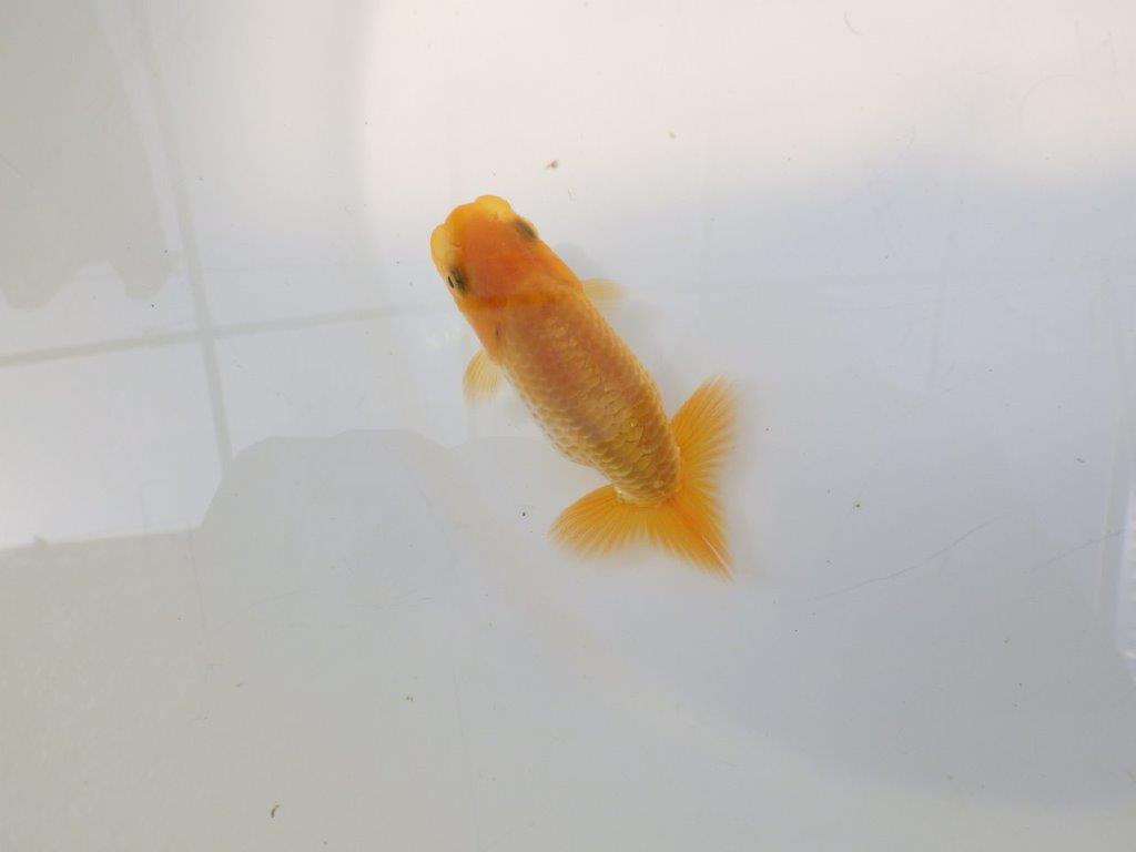 【逸品当歳らんちゅう】尾の雰囲気、バランスの良さが目を引く当歳らんちゅう　約9,5ｃｍ前後の上身