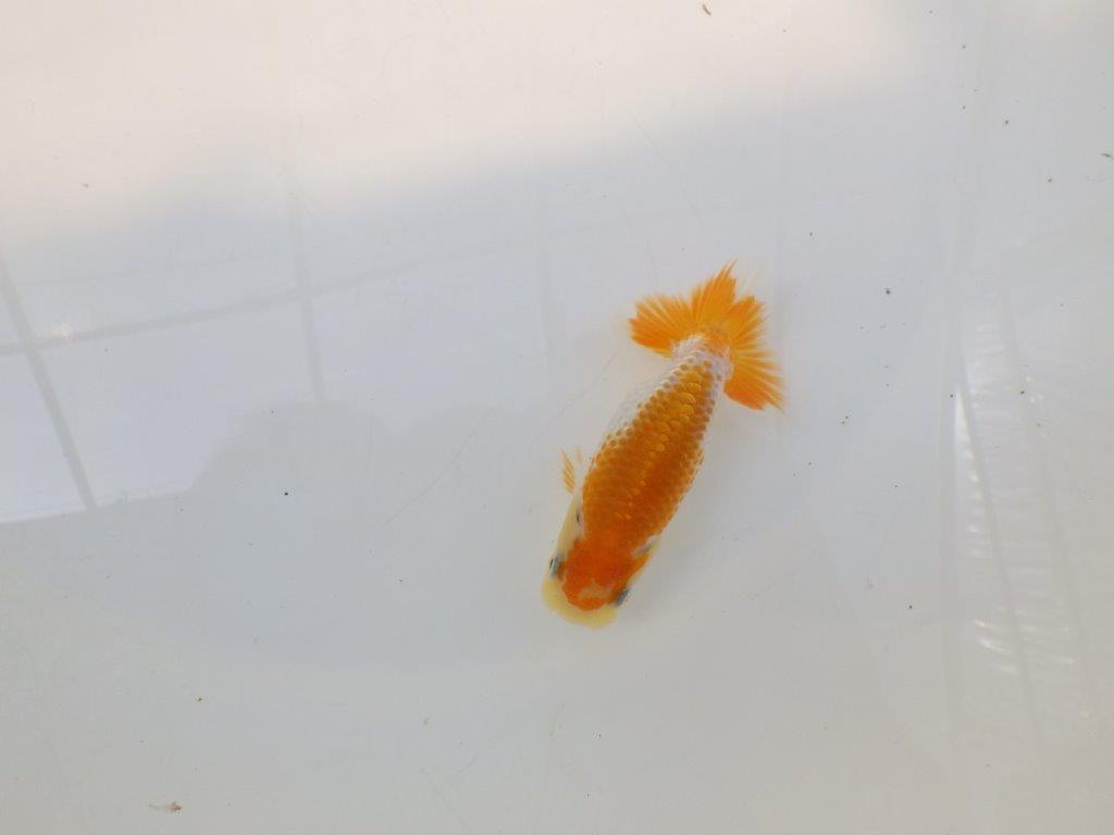【逸品当歳らんちゅう】非常に美しい派手な印象を受ける更紗当歳らんちゅう　約10ｃｍ前後