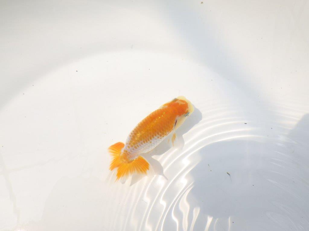 【逸品当歳らんちゅう】非常に美しい派手な印象を受ける更紗当歳らんちゅう　約10ｃｍ前後
