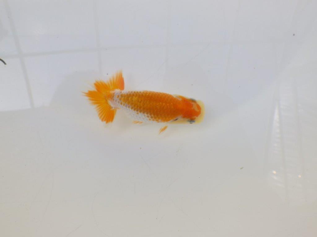 【逸品当歳らんちゅう】非常に美しい派手な印象を受ける更紗当歳らんちゅう　約10ｃｍ前後