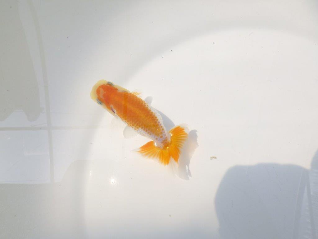 【逸品当歳らんちゅう】非常に美しい派手な印象を受ける更紗当歳らんちゅう　約10ｃｍ前後