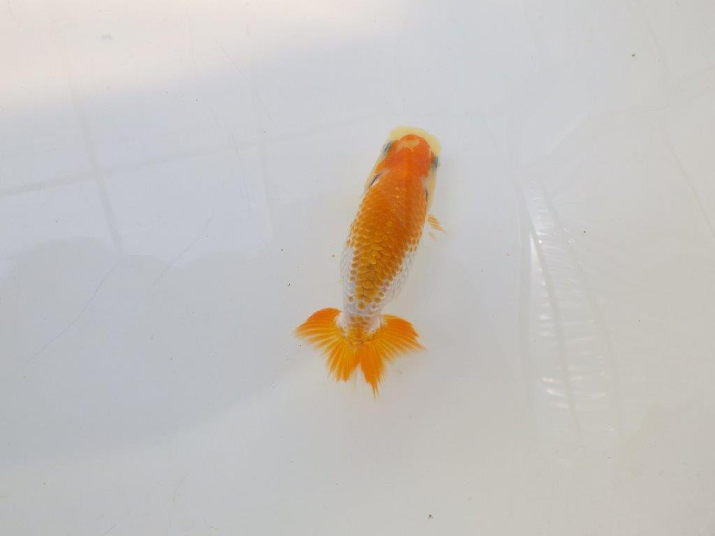 【逸品当歳らんちゅう】非常に美しい派手な印象を受ける更紗当歳らんちゅう　約10ｃｍ前後