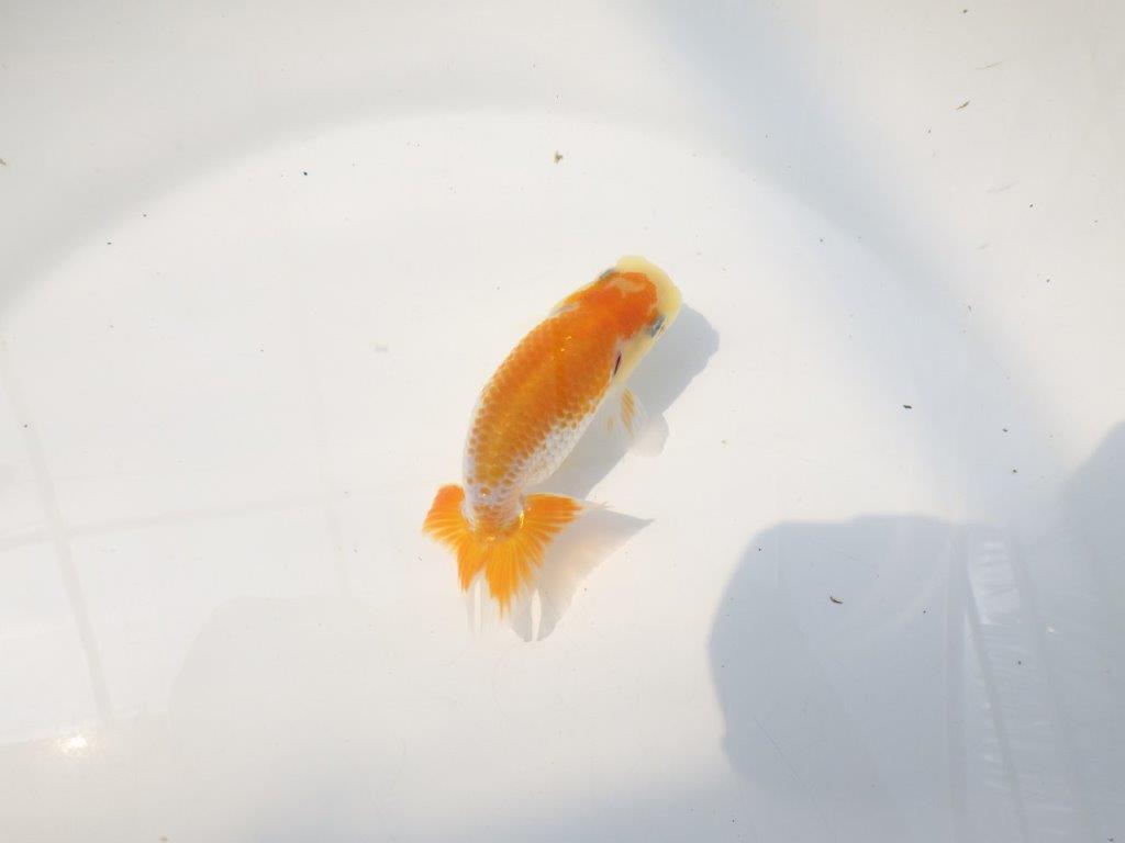 【逸品当歳らんちゅう】非常に美しい派手な印象を受ける更紗当歳らんちゅう　約10ｃｍ前後