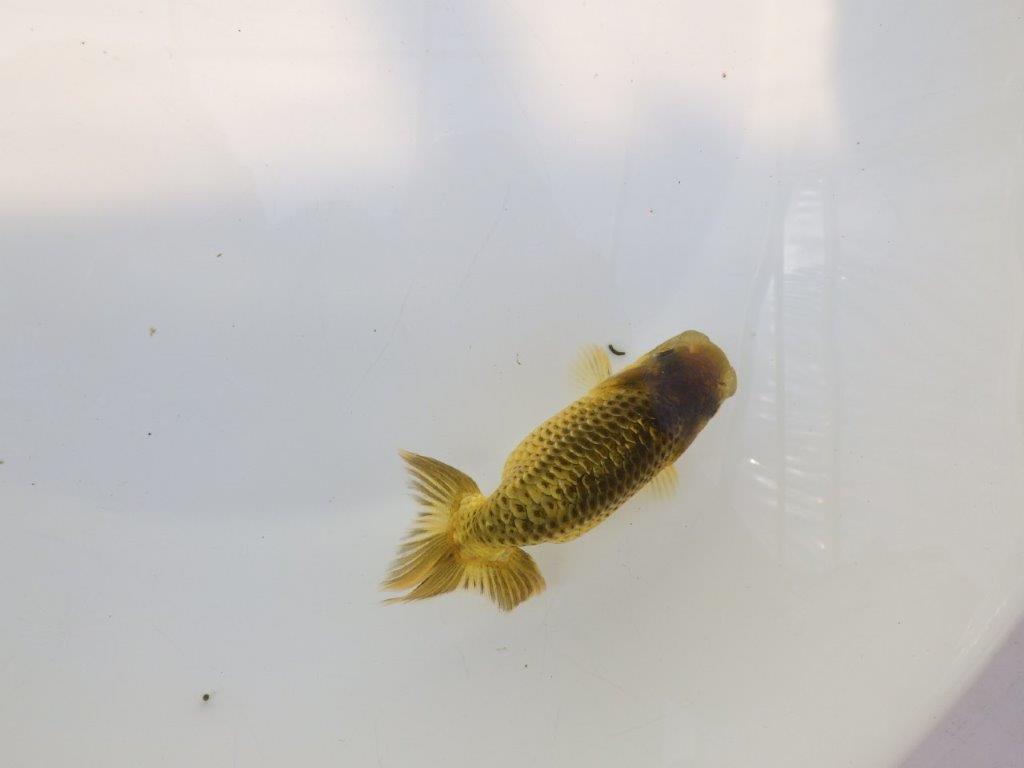【逸品当歳らんちゅう】色変わりが楽しみな上質当歳らんちゅう　約12ｃｍ前後