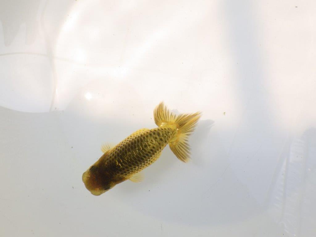 【逸品当歳らんちゅう】色変わりが楽しみな上質当歳らんちゅう　約12ｃｍ前後の上身