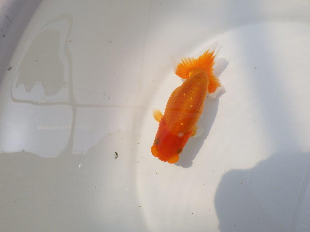 【逸品当歳らんちゅう】今後の成長が楽しみな上質当歳らんちゅう　約12,5ｃｍ前後