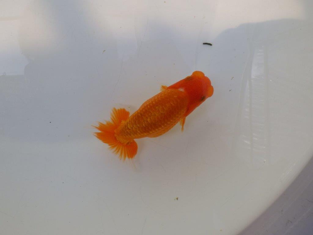【逸品当歳らんちゅう】今後の成長が楽しみな上質当歳らんちゅう　約12,5ｃｍ前後
