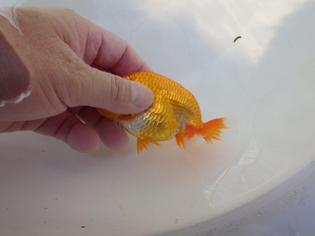 【逸品当歳らんちゅう】今後の成長が楽しみな上質当歳らんちゅう　約12,5ｃｍ前後