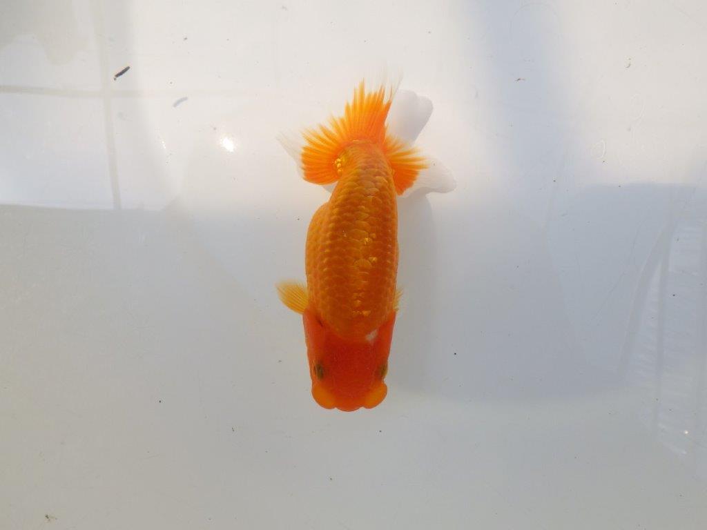 【逸品当歳らんちゅう】今後の成長が楽しみな上質当歳らんちゅう　約12,5ｃｍ前後の上身