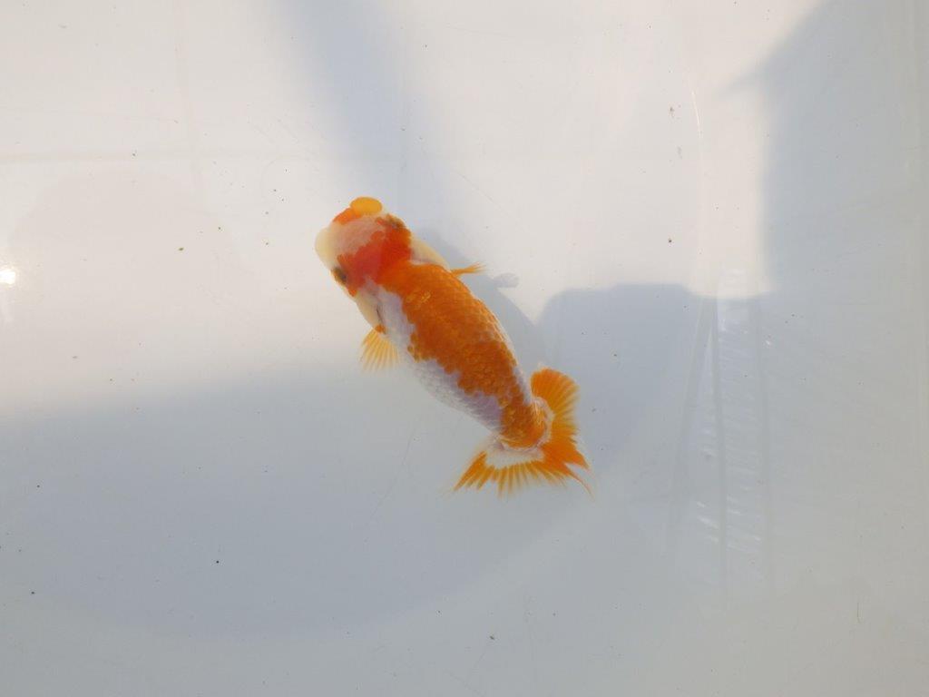 【逸品当歳らんちゅう】美しい柄の上質更紗当歳らんちゅう　約11,5ｃｍ前後