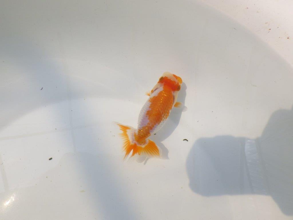 【逸品当歳らんちゅう】美しい柄の上質更紗当歳らんちゅう　約11,5ｃｍ前後