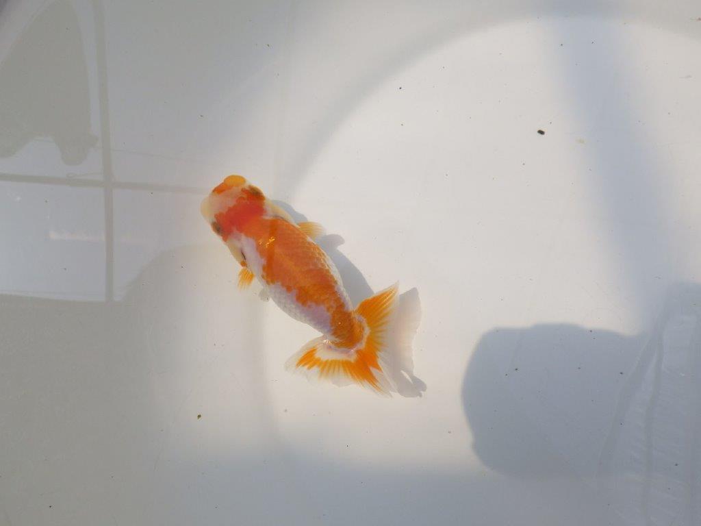 【逸品当歳らんちゅう】美しい柄の上質更紗当歳らんちゅう　約11,5ｃｍ前後