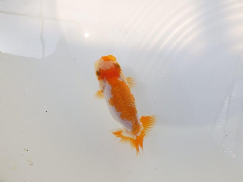 【逸品当歳らんちゅう】美しい柄の上質更紗当歳らんちゅう　約11,5ｃｍ前後