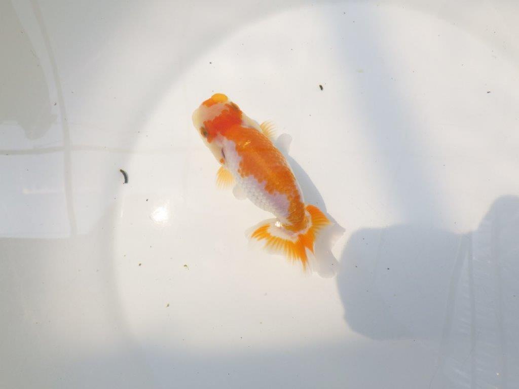 【逸品当歳らんちゅう】美しい柄の上質更紗当歳らんちゅう　約11,5ｃｍ前後の上身