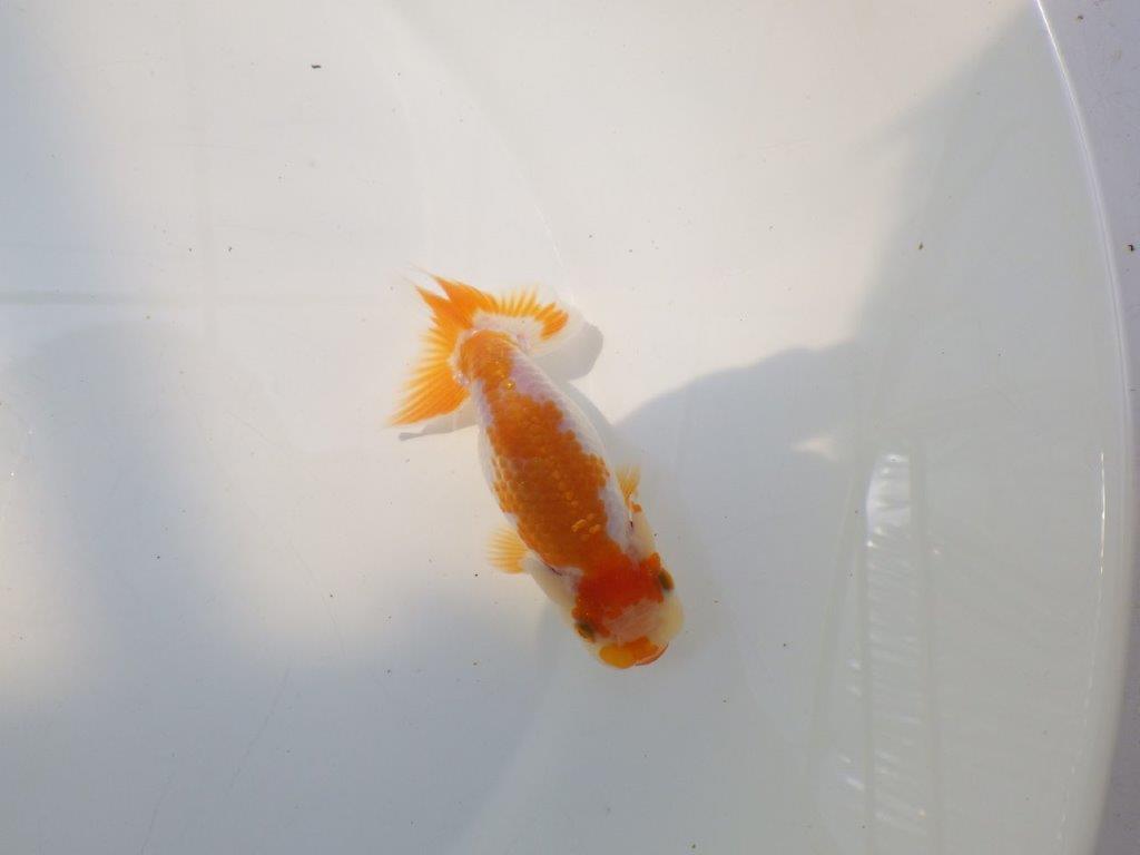 【逸品当歳らんちゅう】美しい柄の上質更紗当歳らんちゅう　約11,5ｃｍ前後