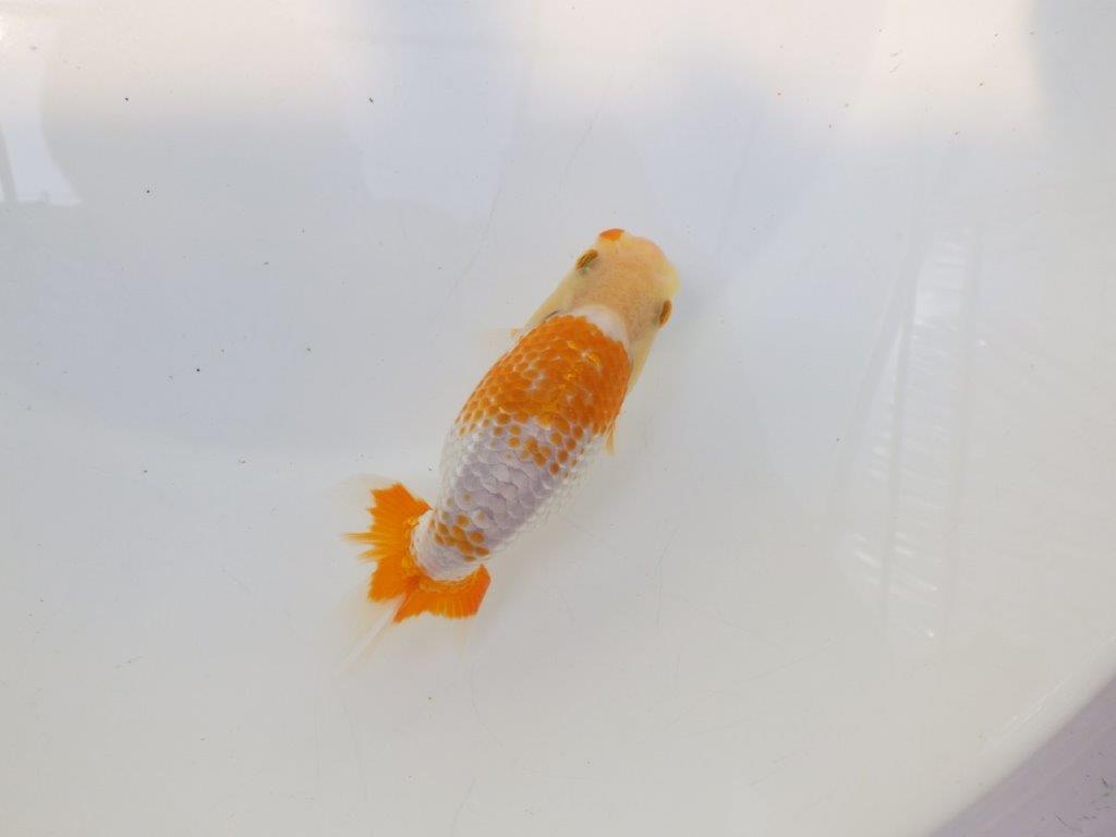 【逸品当歳らんちゅう】こちらも美しい柄の上質更紗当歳らんちゅう　約12ｃｍ前後
