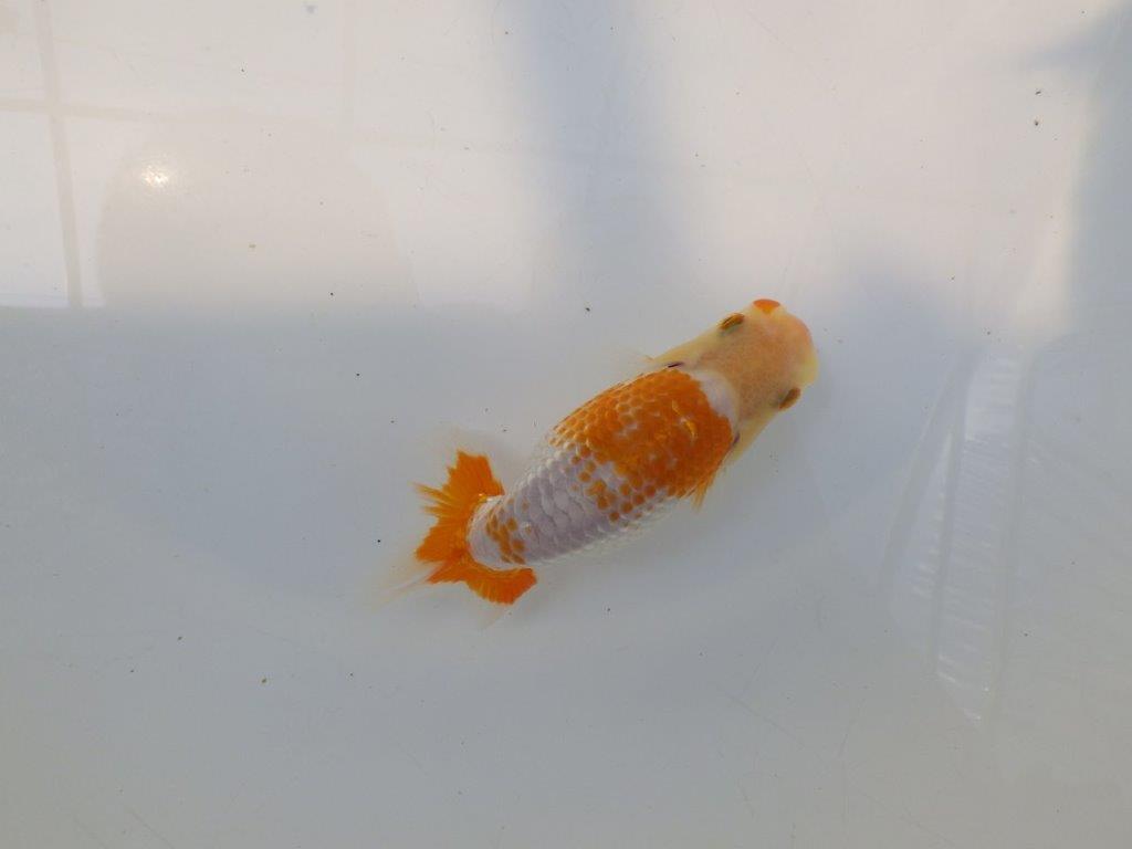 【逸品当歳らんちゅう】こちらも美しい柄の上質更紗当歳らんちゅう　約12ｃｍ前後