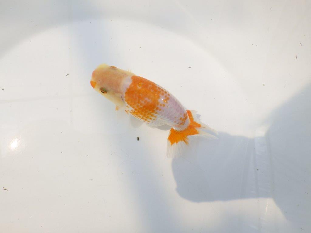 【逸品当歳らんちゅう】こちらも美しい柄の上質更紗当歳らんちゅう　約12ｃｍ前後の上身