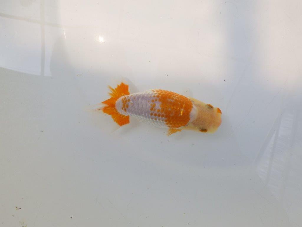 【逸品当歳らんちゅう】こちらも美しい柄の上質更紗当歳らんちゅう　約12ｃｍ前後