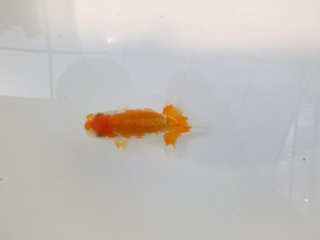 【逸品当歳らんちゅう】尾に味があるタイプの更紗当歳らんちゅう　約10ｃｍ前後