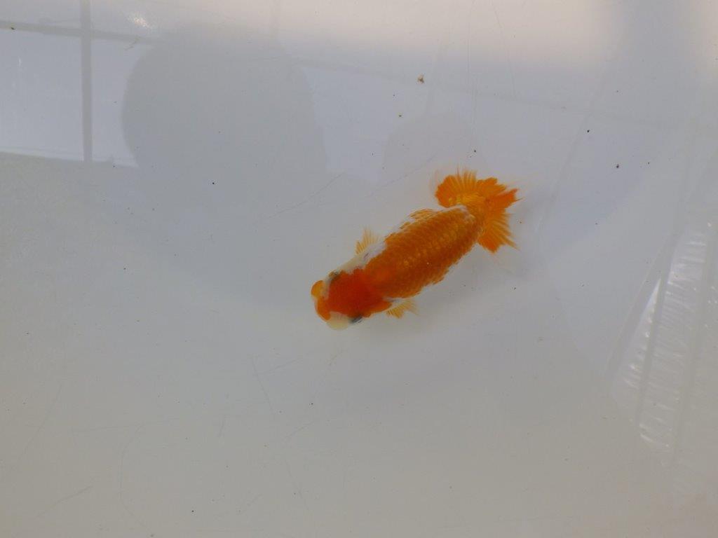 【逸品当歳らんちゅう】尾に味があるタイプの更紗当歳らんちゅう　約10ｃｍ前後