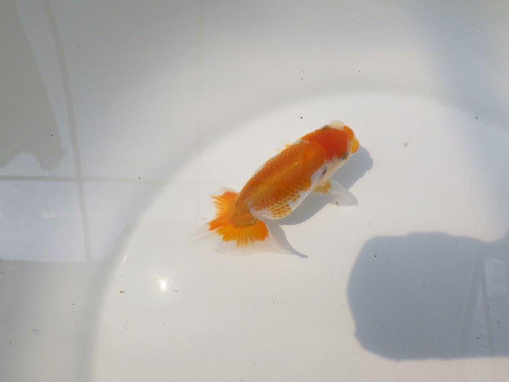 【逸品当歳らんちゅう】尾に味があるタイプの更紗当歳らんちゅう　約10ｃｍ前後