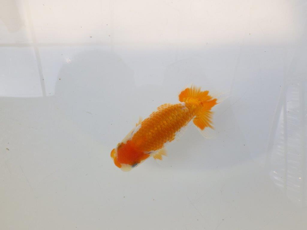 【逸品当歳らんちゅう】尾に味があるタイプの更紗当歳らんちゅう　約10ｃｍ前後