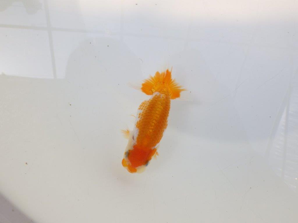 【逸品当歳らんちゅう】尾に味があるタイプの更紗当歳らんちゅう　約10ｃｍ前後の上身