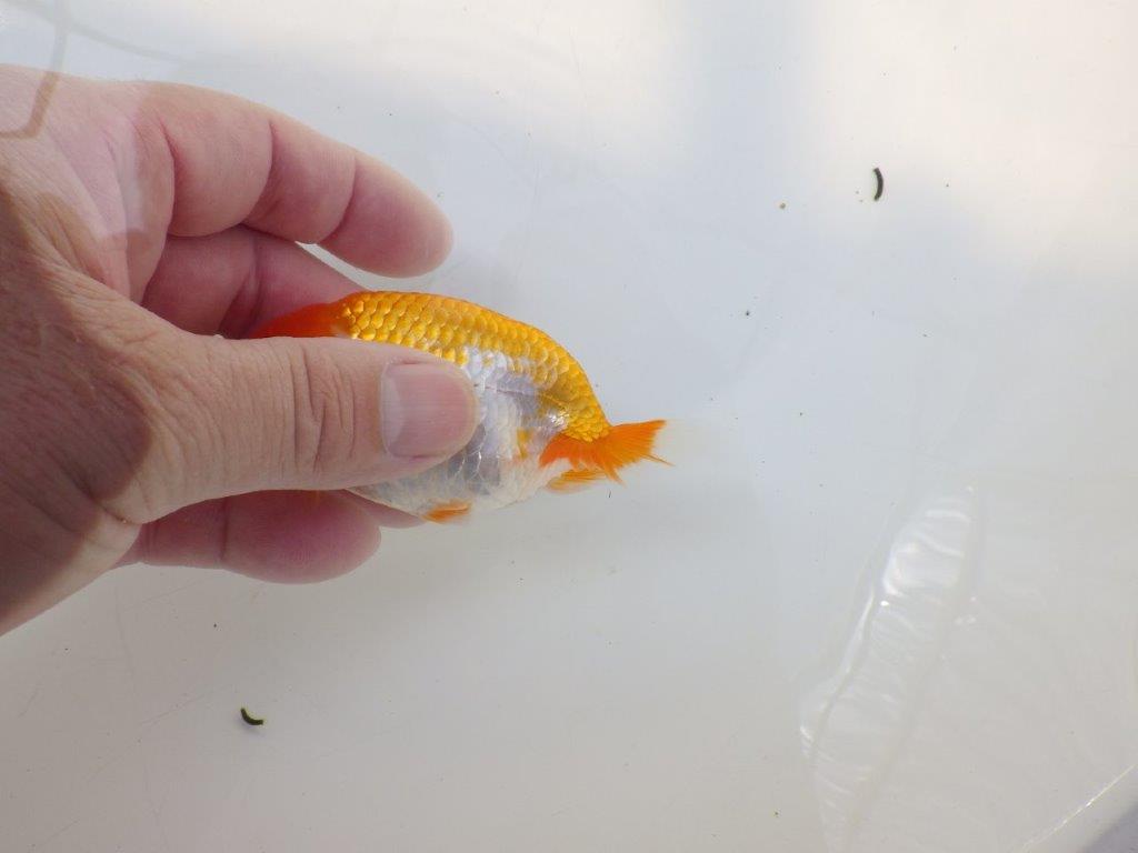 【逸品当歳らんちゅう】尾に味があるタイプの更紗当歳らんちゅう　約10ｃｍ前後