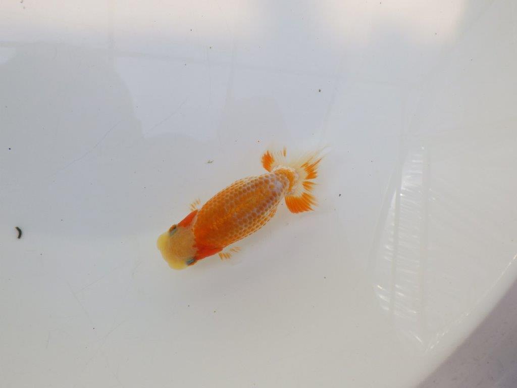 【逸品当歳らんちゅう】インパクトのある上物更紗当歳らんちゅう　約10,5ｃｍ前後
