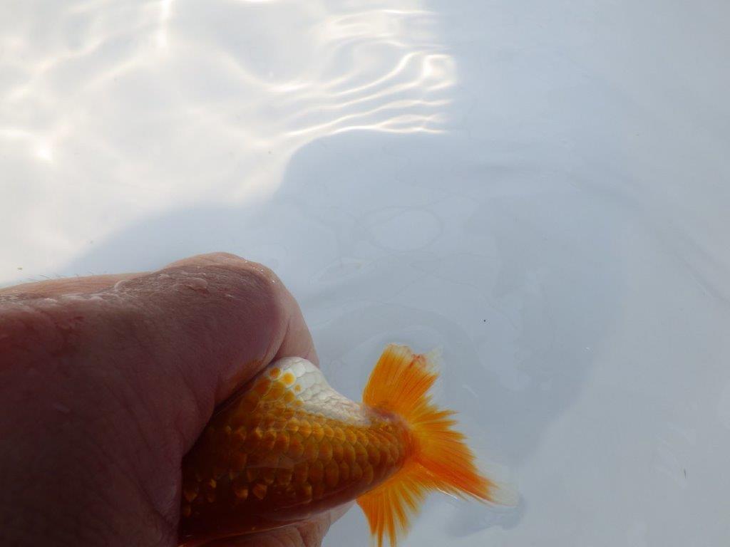 【激レア入荷！山田芳人氏作出！当歳らんちゅう 】背が綺麗！！約10,5㎝